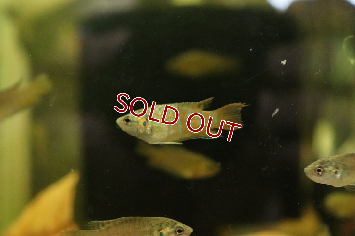 画像3: 【淡水魚】爆安 パラダイスフィッシュ タイワンキンギョ【1匹 サンプル画像】（生体）（熱帯魚）NK (3)