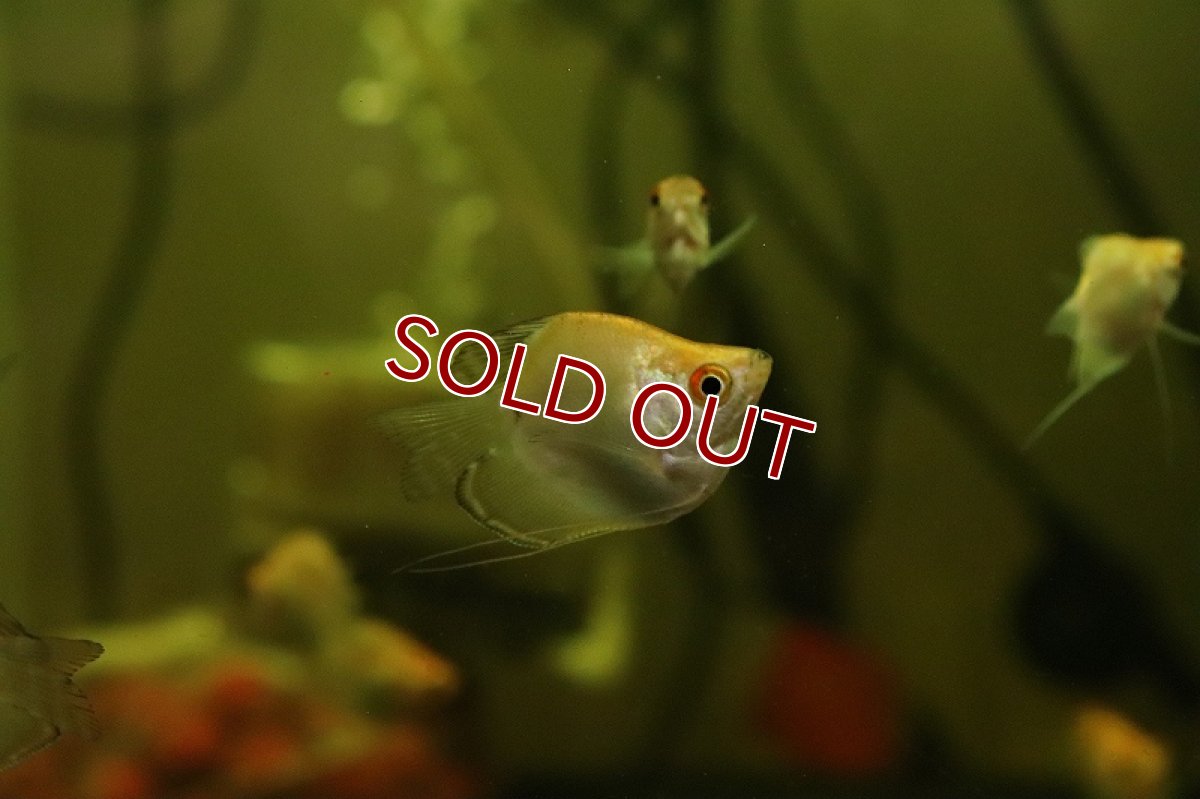 画像2: 【淡水魚】新種 バルーンプラチナ ゴールデングラミー【1匹 サンプル画像】（グラミー）（生体）（熱帯魚）NK (2)