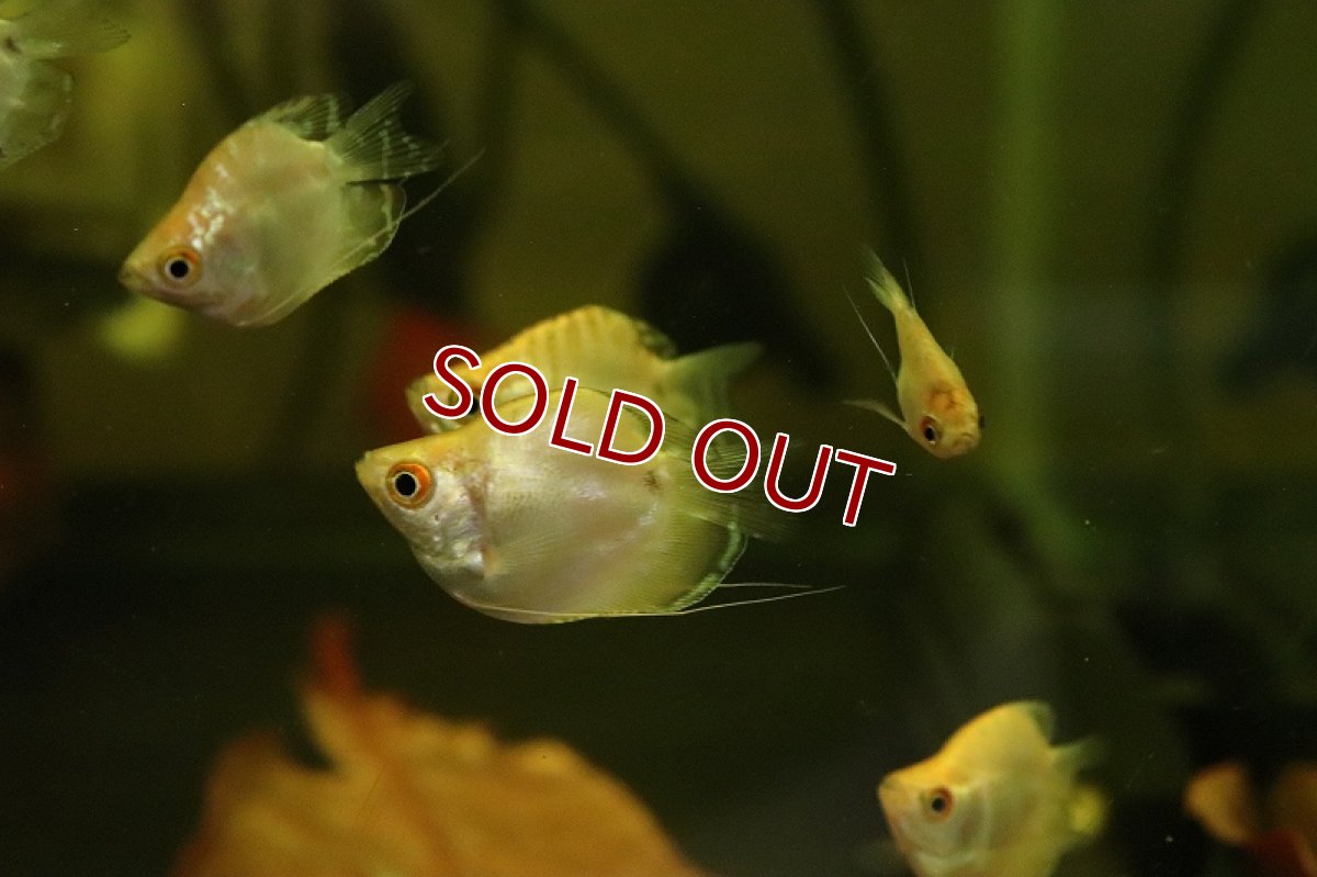画像3: 【淡水魚】新種 バルーンプラチナ ゴールデングラミー【1匹 サンプル画像】（グラミー）（生体）（熱帯魚）NK (3)