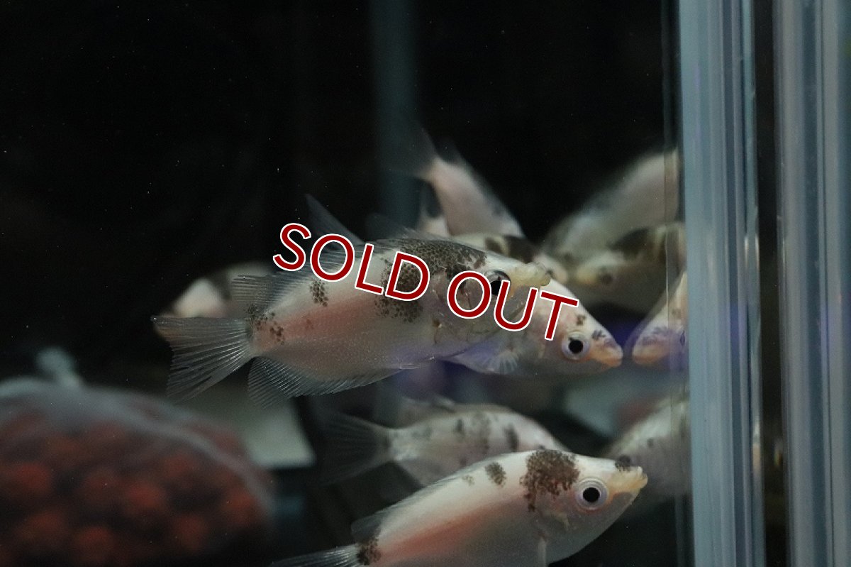 画像2: 【淡水魚】【通販】珍種 マーブルキッシンググラミー【1匹 サンプル画像】（グラミー）（生体）（熱帯魚）NK (2)