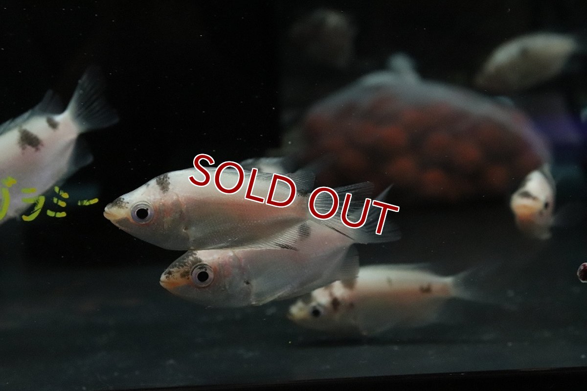 画像3: 【淡水魚】【通販】珍種 マーブルキッシンググラミー【1匹 サンプル画像】（グラミー）（生体）（熱帯魚）NK (3)