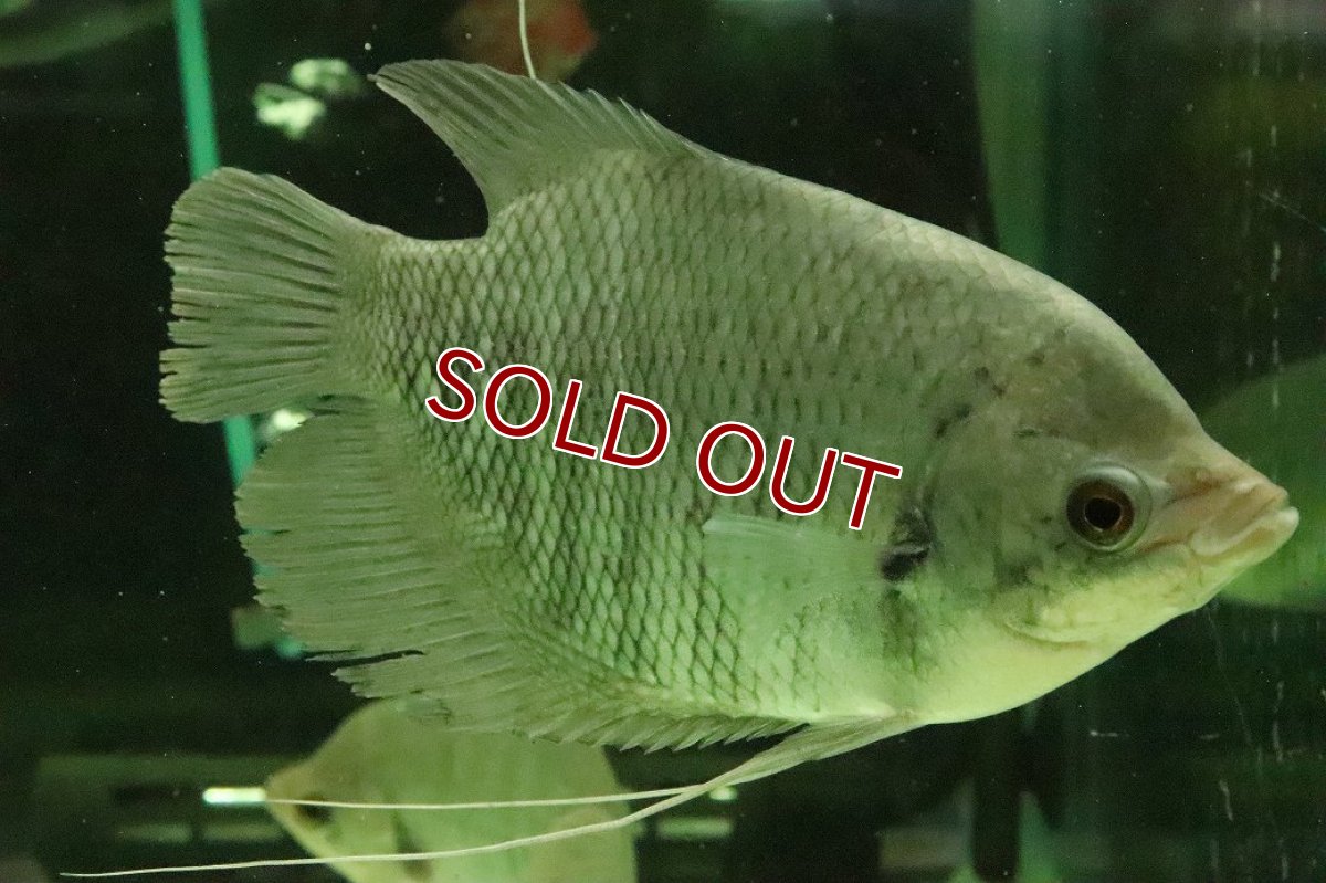 画像1: 【淡水魚】【通販】オスフロネームス エクソドン【１匹 サンプル画像】(±10-12cm)(大型魚)(生体)(熱帯魚)NKO (1)