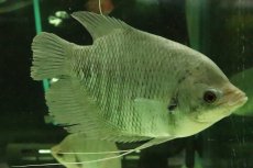 画像1: 【淡水魚】【通販】オスフロネームス エクソドン【１匹 サンプル画像】(±10-12cm)(大型魚)(生体)(熱帯魚)NKO (1)