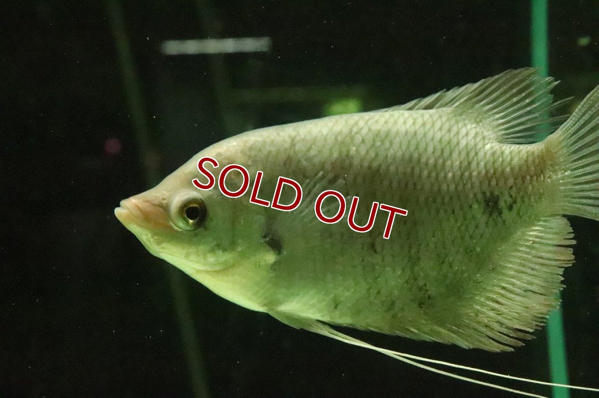 画像2: 【淡水魚】【通販】オスフロネームス エクソドン【１匹 サンプル画像】(±10-12cm)(大型魚)(生体)(熱帯魚)NKO (2)