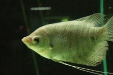 画像2: 【淡水魚】【通販】オスフロネームス エクソドン【１匹 サンプル画像】(±10-12cm)(大型魚)(生体)(熱帯魚)NKO (2)