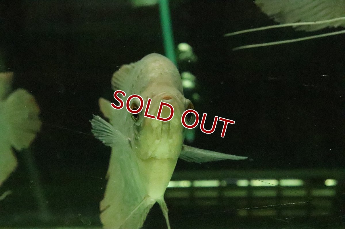 画像3: 【淡水魚】【通販】オスフロネームス エクソドン【１匹 サンプル画像】(±10-12cm)(大型魚)(生体)(熱帯魚)NKO (3)