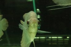 画像3: 【淡水魚】【通販】オスフロネームス エクソドン【１匹 サンプル画像】(±10-12cm)(大型魚)(生体)(熱帯魚)NKO (3)