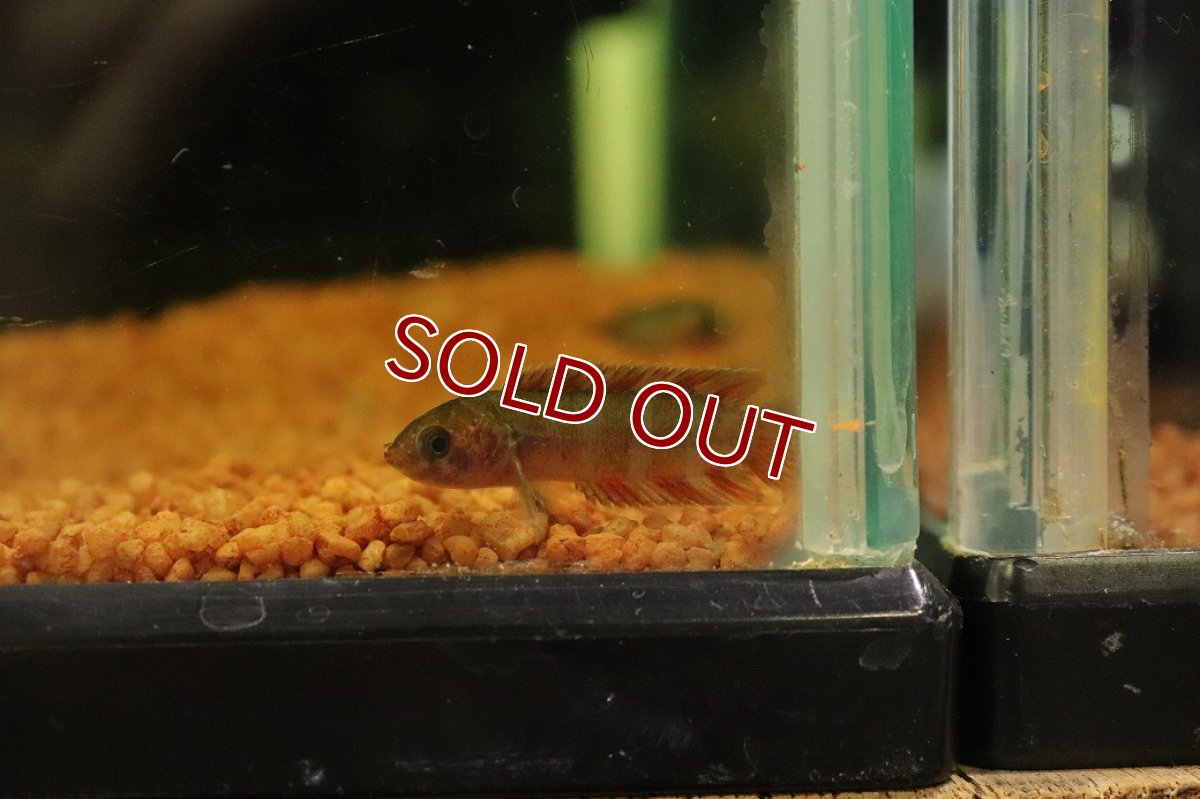 画像1: 【淡水魚】【通販】レア種 ミクロクテノポマ アンソルギー コンゴ産 ワイルド【1匹 サンプル画像】(グラミー)(生体)(熱帯魚)NK (1)