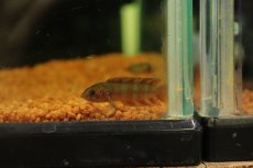 画像1: 【淡水魚】【通販】レア種 ミクロクテノポマ アンソルギー コンゴ産 ワイルド【1匹 サンプル画像】(グラミー)(生体)(熱帯魚)NK (1)