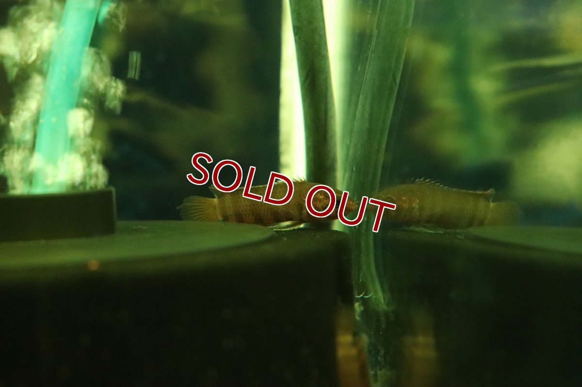 画像2: 【淡水魚】【通販】レア種 ミクロクテノポマ アンソルギー コンゴ産 ワイルド【1匹 サンプル画像】(グラミー)(生体)(熱帯魚)NK (2)