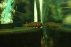 画像2: 【淡水魚】【通販】レア種 ミクロクテノポマ アンソルギー コンゴ産 ワイルド【1匹 サンプル画像】(グラミー)(生体)(熱帯魚)NK (2)