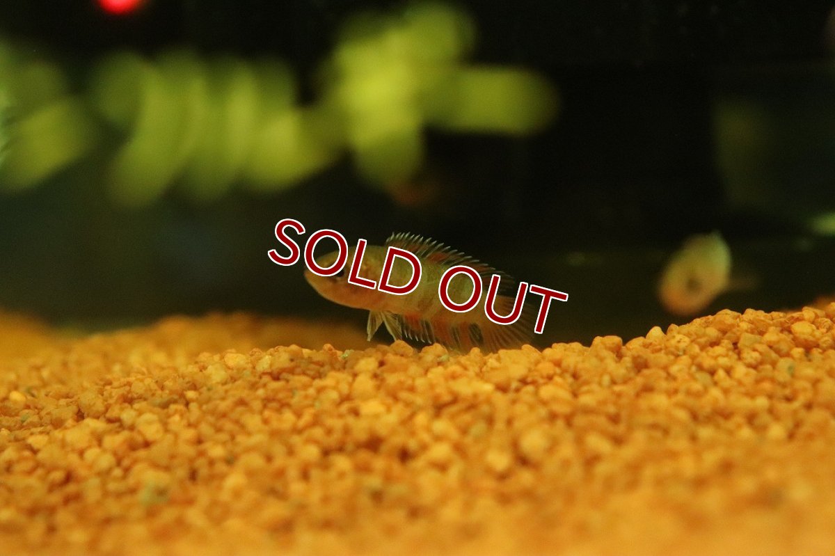 画像3: 【淡水魚】【通販】レア種 ミクロクテノポマ アンソルギー コンゴ産 ワイルド【1匹 サンプル画像】(グラミー)(生体)(熱帯魚)NK (3)