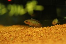 画像3: 【淡水魚】【通販】レア種 ミクロクテノポマ アンソルギー コンゴ産 ワイルド【1匹 サンプル画像】(グラミー)(生体)(熱帯魚)NK (3)