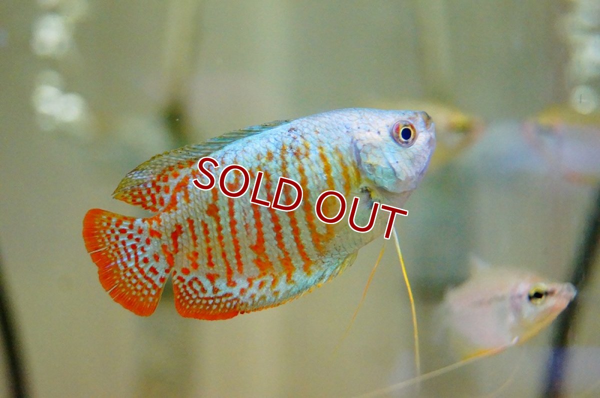 画像1: 【淡水魚】【通販】ネオンドワーフグラミー【1匹 サンプル画像】（生体）【アナバス】（熱帯魚） (1)