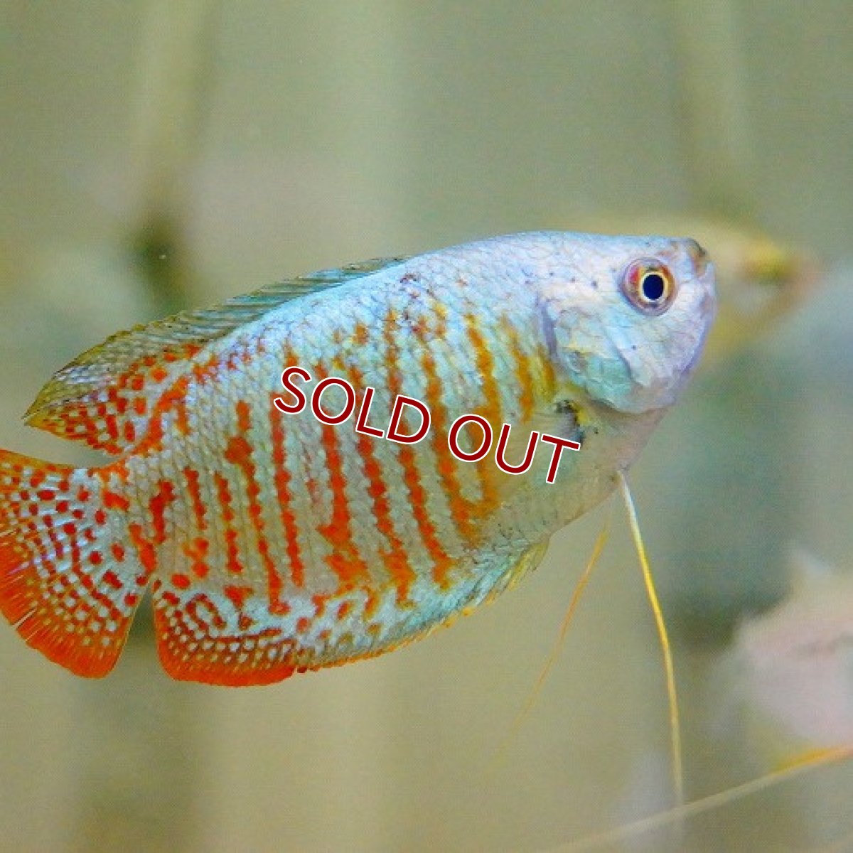 画像2: 【淡水魚】ネオンドワーフグラミー【1匹 サンプル画像】（生体）【アナバス】（熱帯魚） (2)