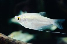 画像1: 【淡水魚】【通販】お取り寄せ シルバーグラミー【3匹】（生体）【アナバス】（熱帯魚） (1)