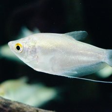 画像2: 【淡水魚】【通販】お取り寄せ シルバーグラミー【3匹】（生体）【アナバス】（熱帯魚） (2)