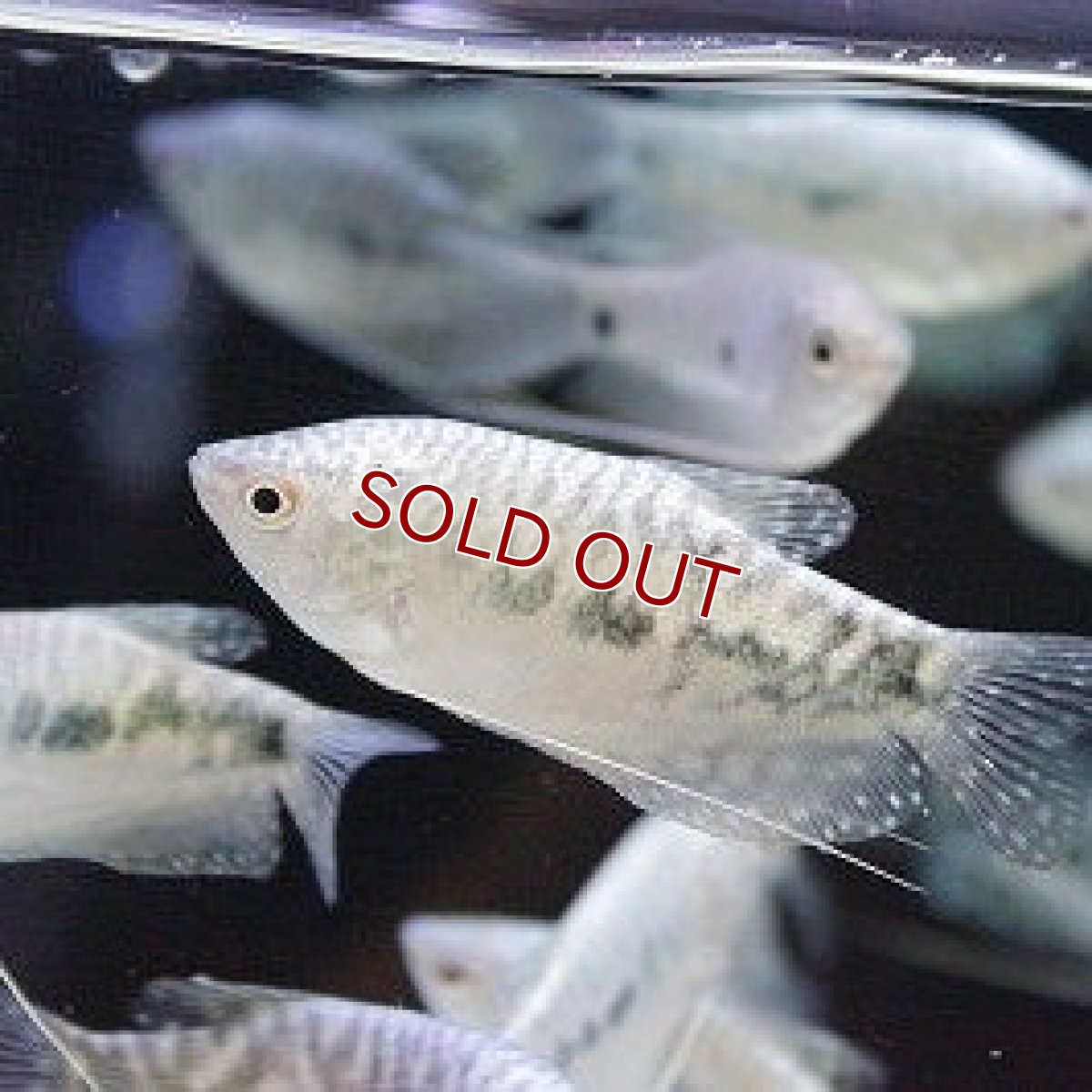 画像2: 【淡水魚】お取り寄せ マーブルグラミー【3匹】（生体）【アナバス】（熱帯魚） (2)