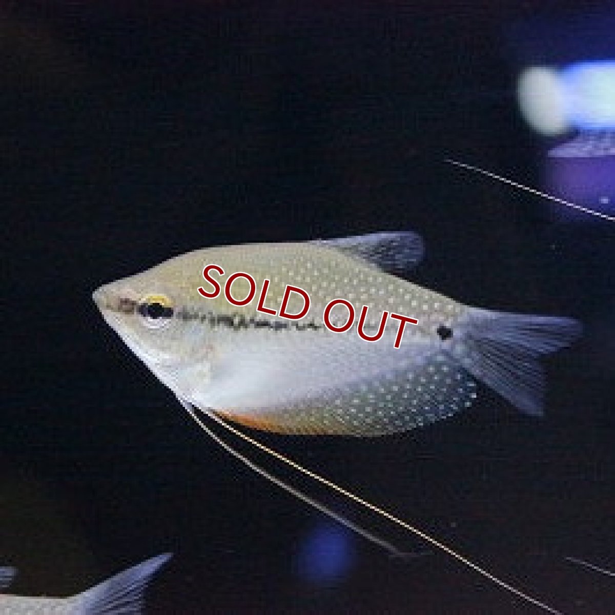 画像2: 【淡水魚】【通販】爆安 パールグラミー【3匹 サンプル画像】（生体）【アナバス】（熱帯魚） (2)