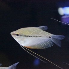 画像2: 【淡水魚】【通販】爆安 パールグラミー【3匹 サンプル画像】（生体）【アナバス】（熱帯魚） (2)