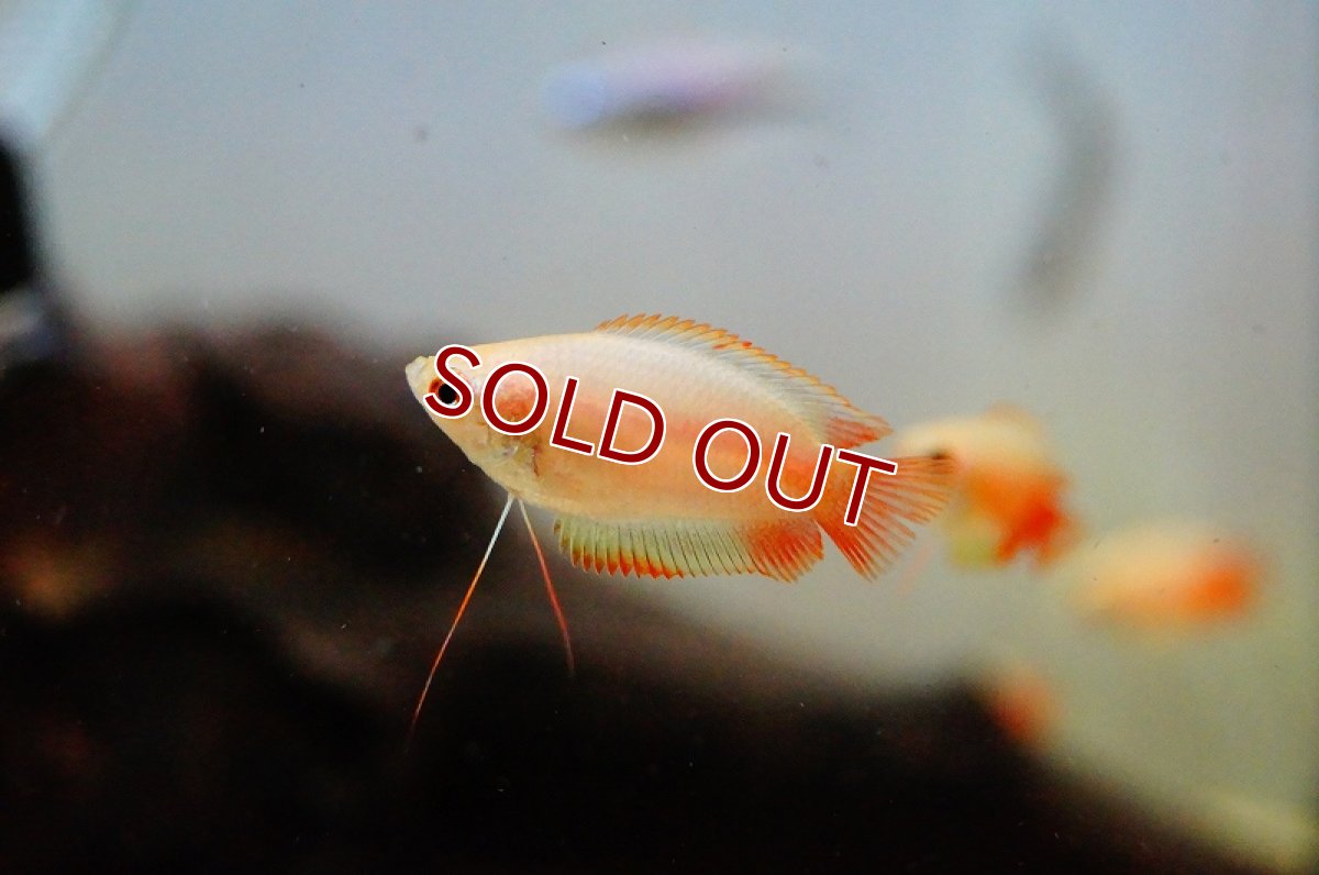 画像1: 【アーリーサマーセール10%OFFクーポン番号（10）対象商品 淡水魚】【淡水魚】【通販】ゴールデンハニードワーフグラミー【1匹 サンプル画像】（生体）【アナバス】（熱帯魚） (1)