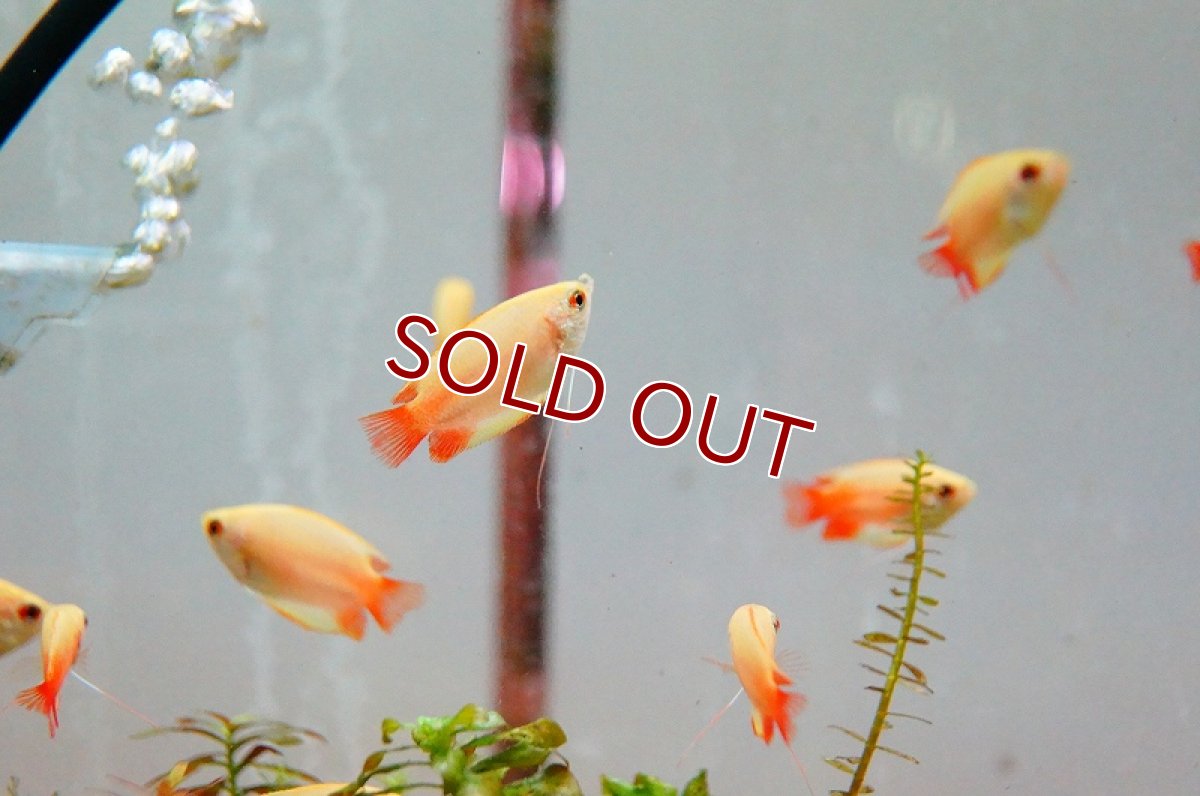 画像3: 【ウィンターセール 10％OFF対象商品】【淡水魚】【通販】ゴールデンハニードワーフグラミー【1匹 サンプル画像】（生体）【アナバス】（熱帯魚） (3)