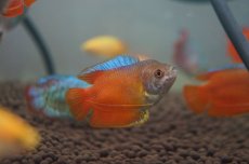 画像1: 【淡水魚】【通販】サンセットグラミー【3匹】（生体）【グラミー】（熱帯魚） (1)