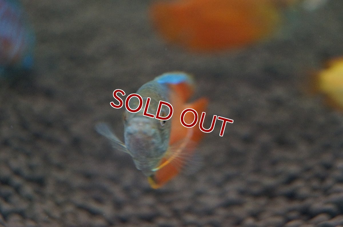 画像2: 【淡水魚】サンセットグラミー【3匹】（生体）【グラミー】（熱帯魚） (2)