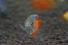 画像2: 【淡水魚】【通販】サンセットグラミー【3匹】（生体）【グラミー】（熱帯魚） (2)