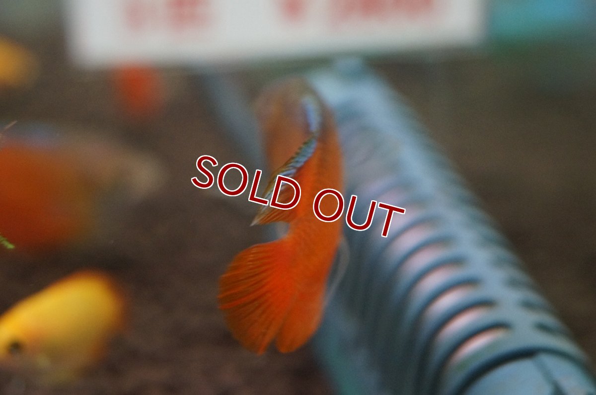 画像3: 【淡水魚】サンセットグラミー【3匹】（生体）【グラミー】（熱帯魚） (3)