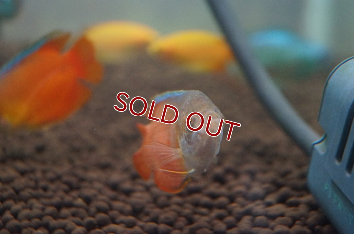 画像4: 【淡水魚】サンセットグラミー【3匹】（生体）【グラミー】（熱帯魚） (4)