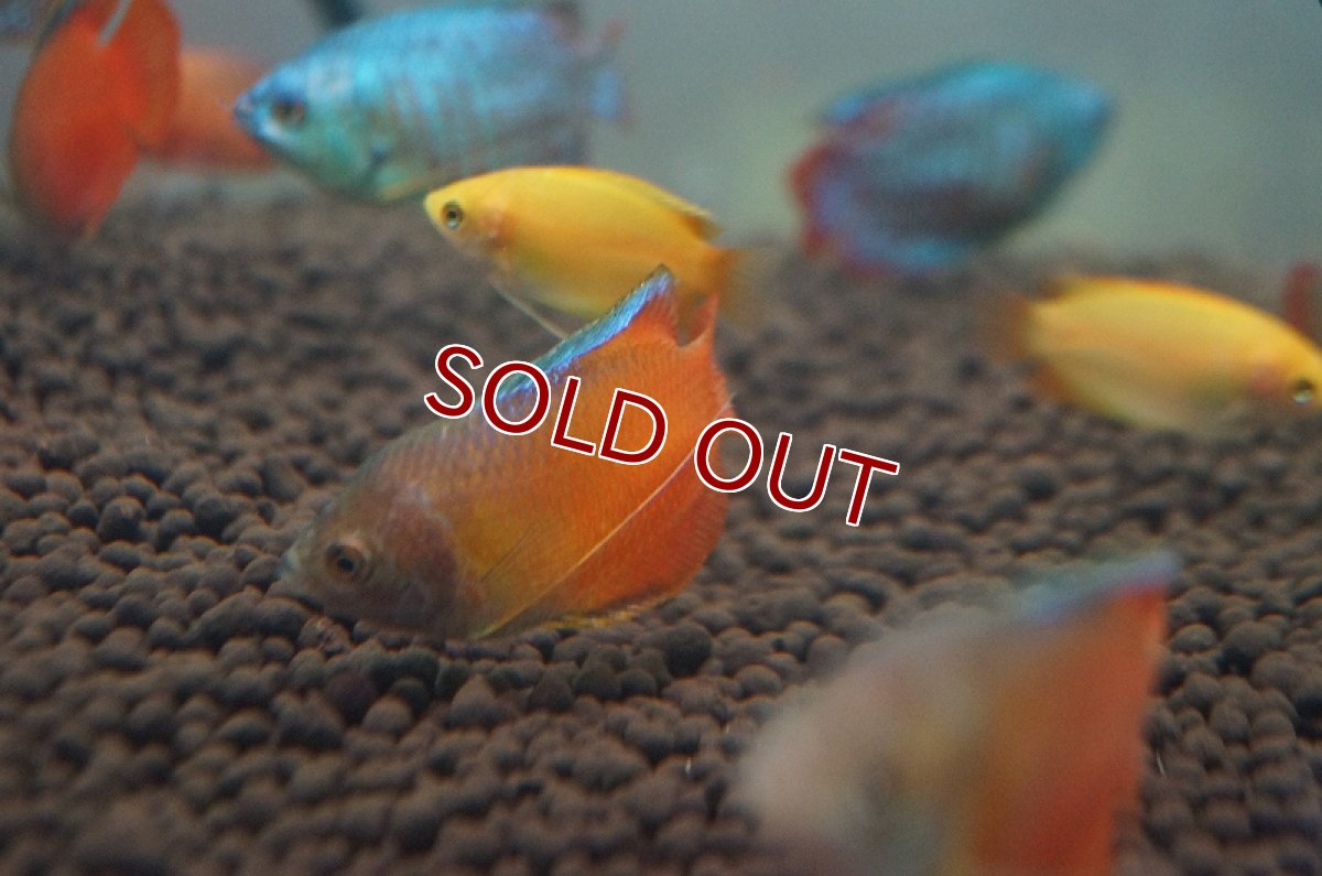 画像5: 【淡水魚】サンセットグラミー【3匹】（生体）【グラミー】（熱帯魚） (5)