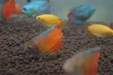 画像5: 【淡水魚】【通販】サンセットグラミー【3匹】（生体）【グラミー】（熱帯魚） (5)