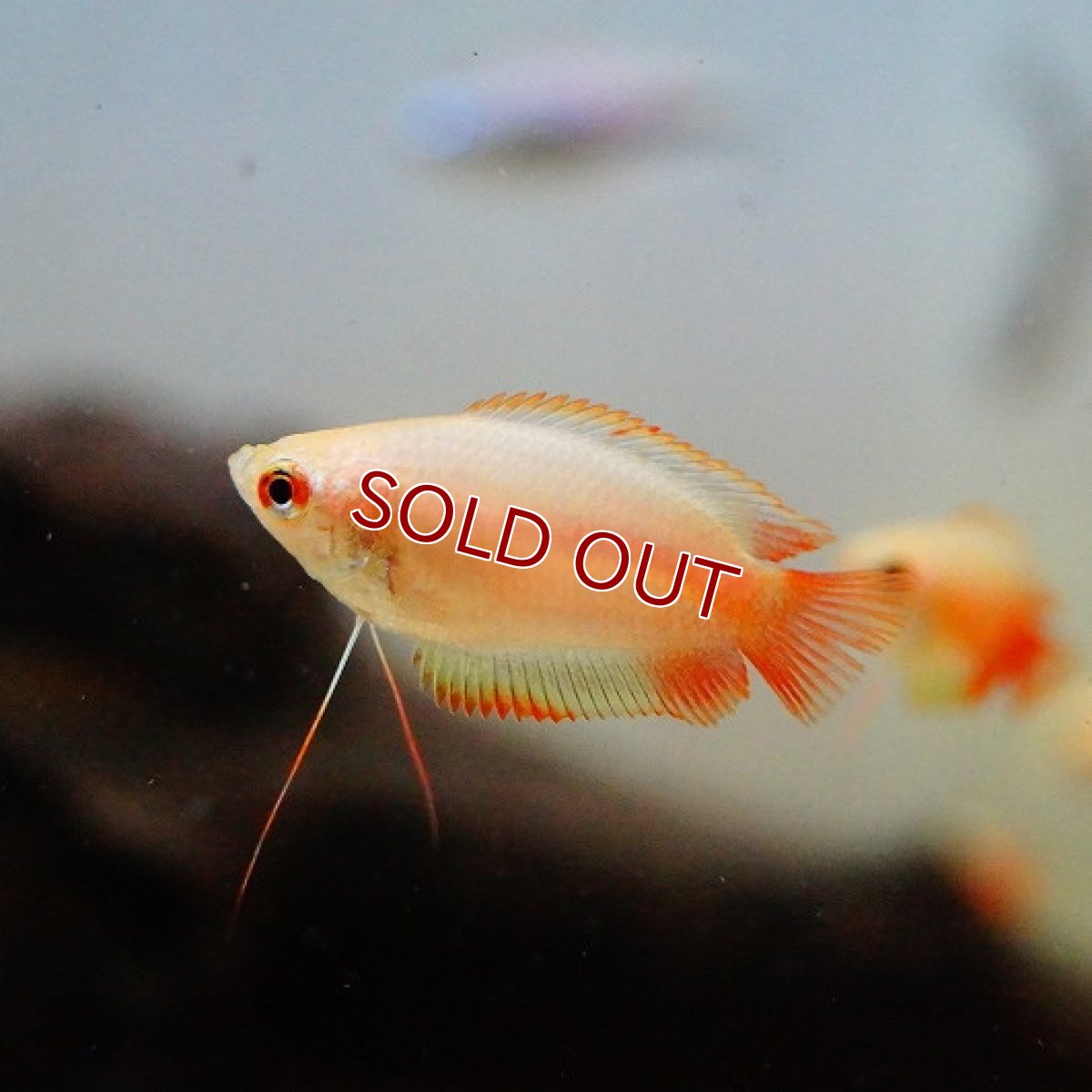 画像2: 【淡水魚】ゴールデンハニードワーフグラミー【3匹 サンプル画像】（生体）　(アナバス)（熱帯魚） (2)