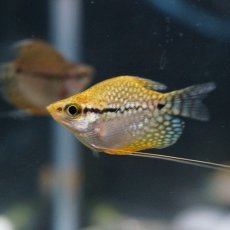 画像2: 【淡水魚】【通販】ゴールデンバルーンパールグラミー 【1匹】（生体）　(アナバス)（熱帯魚） (2)