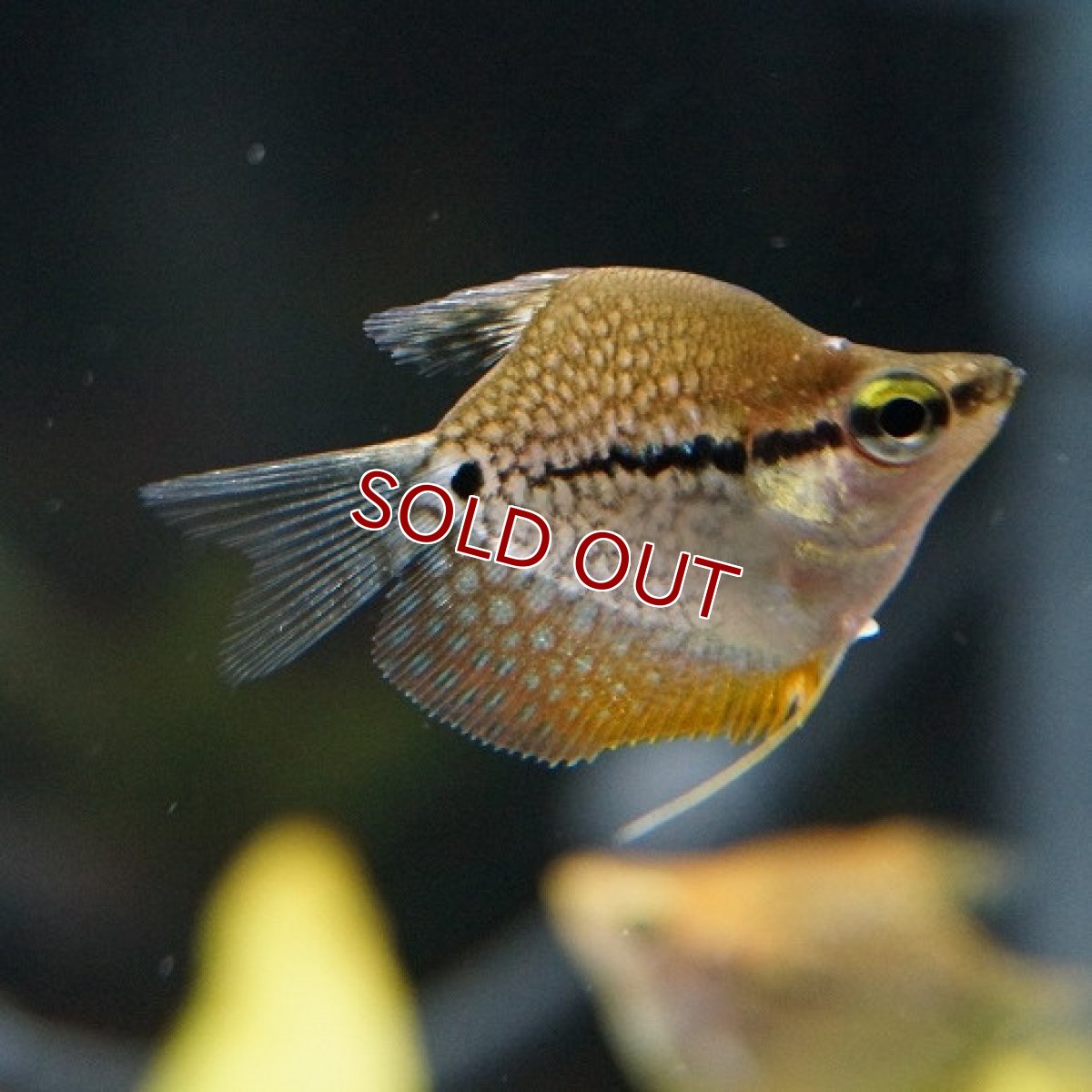 画像2: 【淡水魚】バルーンパールグラミー【2匹】（生体）　(アナバス)（熱帯魚） (2)