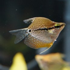 画像2: 【淡水魚】【通販】バルーンパールグラミー【2匹】（生体）　(アナバス)（熱帯魚） (2)