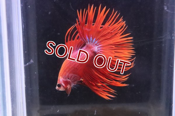 淡水魚 クラウンテール 赤系 1匹 生体 ベタ 熱帯魚 Nkｂｔ ペットバルーン ネットショップ