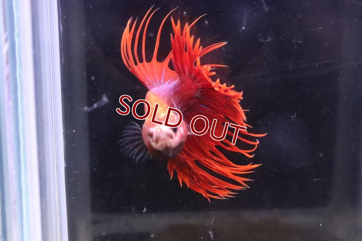 画像2: 【淡水魚】クラウンテール(赤系)【1匹】（生体）(ベタ)（熱帯魚）NKＢＴ (2)