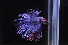 画像1: 【淡水魚】クラウンテール(青、紫系)【1匹】（生体）(ベタ)（熱帯魚）NKＢＴ (1)