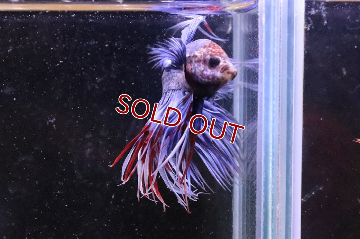画像2: 【淡水魚】クラウンテール(青、紫系)【1匹】（生体）(ベタ)（熱帯魚）NKＢＴ (2)