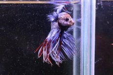 画像2: 【淡水魚】クラウンテール(青、紫系)【1匹】（生体）(ベタ)（熱帯魚）NKＢＴ (2)