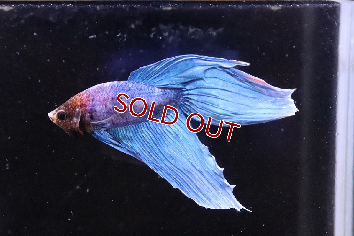 画像2: 【淡水魚】トラディショナル(色指定できません)【1匹】（生体）(ベタ)（熱帯魚）NKＢＴ (2)