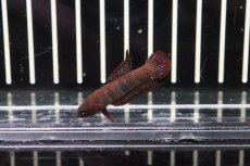 画像1: 【淡水魚】【通販】大特価ワイルドベタ ウベリス【１匹】(ベタ)(生体)(淡水)NKBT (1)