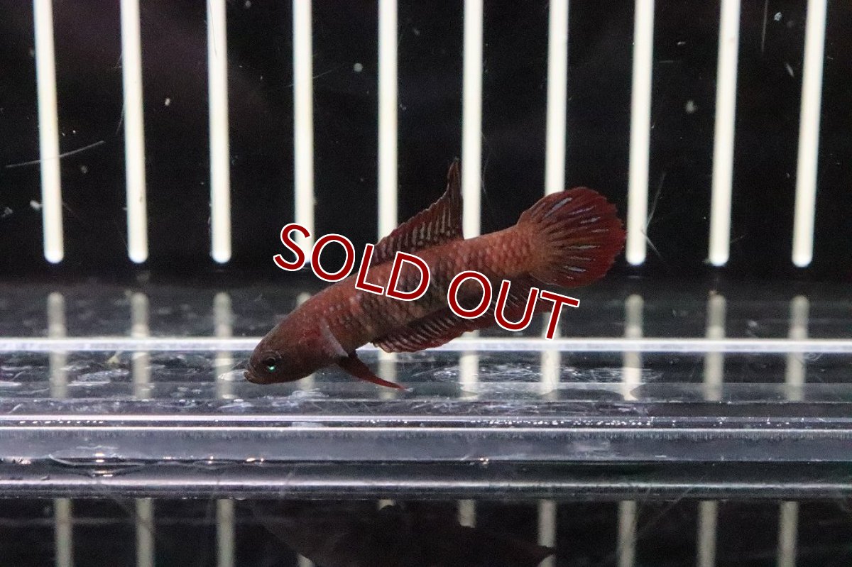 画像2: 【淡水魚】大特価ワイルドベタ ウベリス【１匹】(ベタ)(生体)(淡水)NKBT (2)