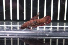 画像3: 【淡水魚】【通販】大特価ワイルドベタ ウベリス【１匹】(ベタ)(生体)(淡水)NKBT (3)