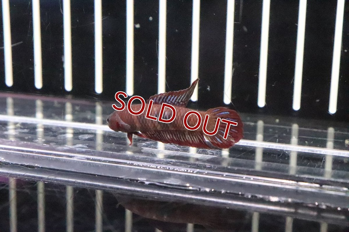 画像4: 【淡水魚】大特価ワイルドベタ ウベリス【１匹】(ベタ)(生体)(淡水)NKBT (4)