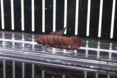 画像4: 【淡水魚】【通販】大特価ワイルドベタ ウベリス【１匹】(ベタ)(生体)(淡水)NKBT (4)