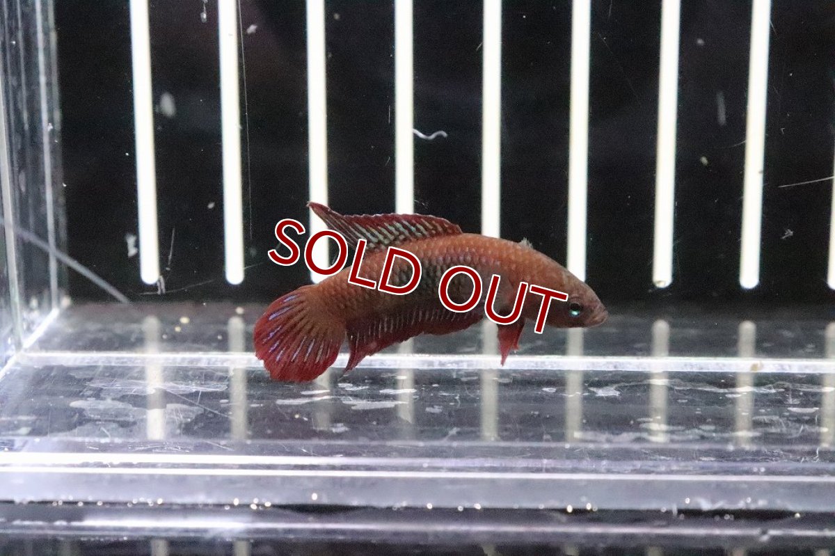 画像5: 【淡水魚】大特価ワイルドベタ ウベリス【１匹】(ベタ)(生体)(淡水)NKBT (5)