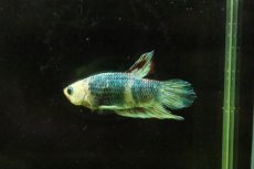 画像1: 【淡水魚】【通販】超激安 プラカットファンシー【１匹】(ベタ)(生体)(淡水)NKBT (1)